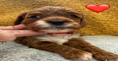 Cavapoo dogs - Advert 6