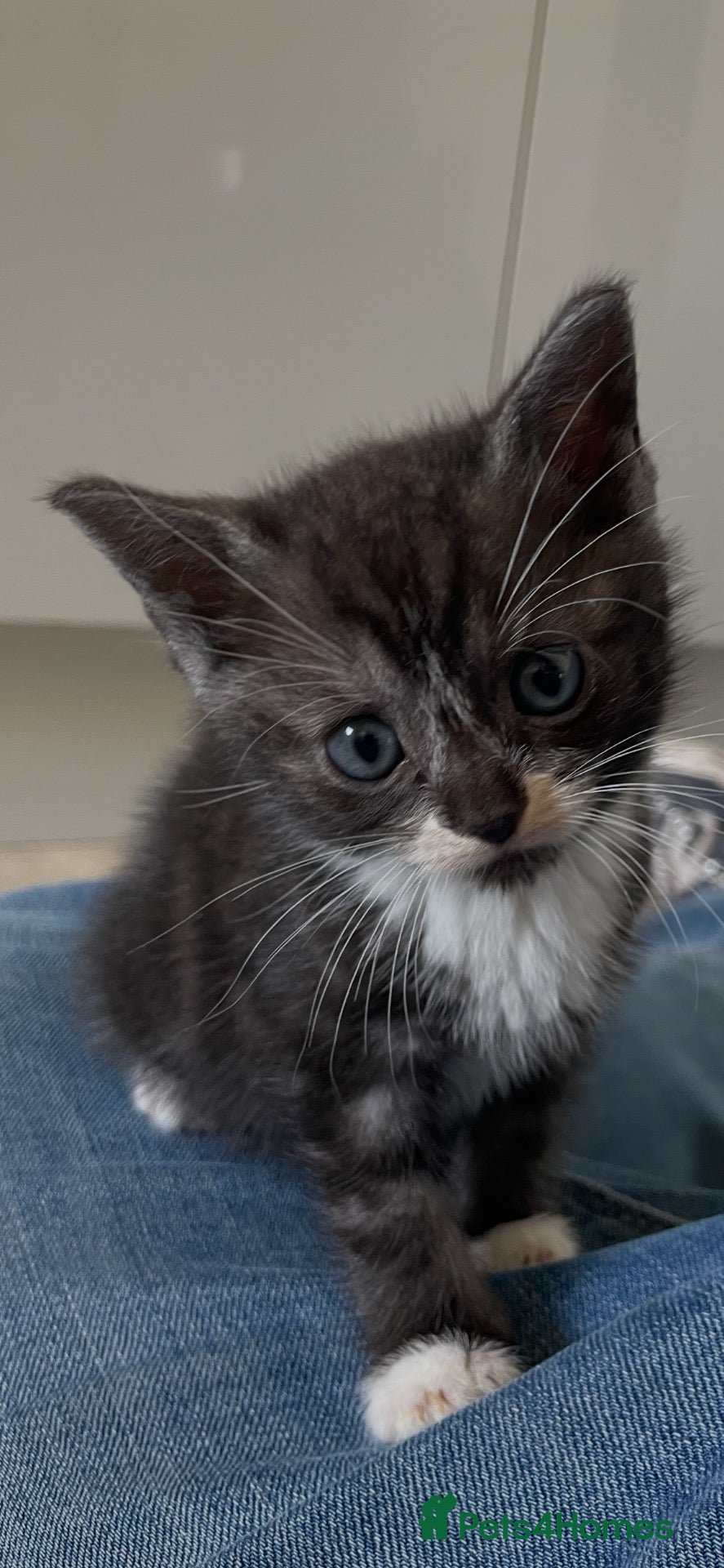 Mixed Breed cats Adorable Kittens - Advert 21