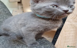 Mixed Breed cats for sale: Grey kittens  - Image 12