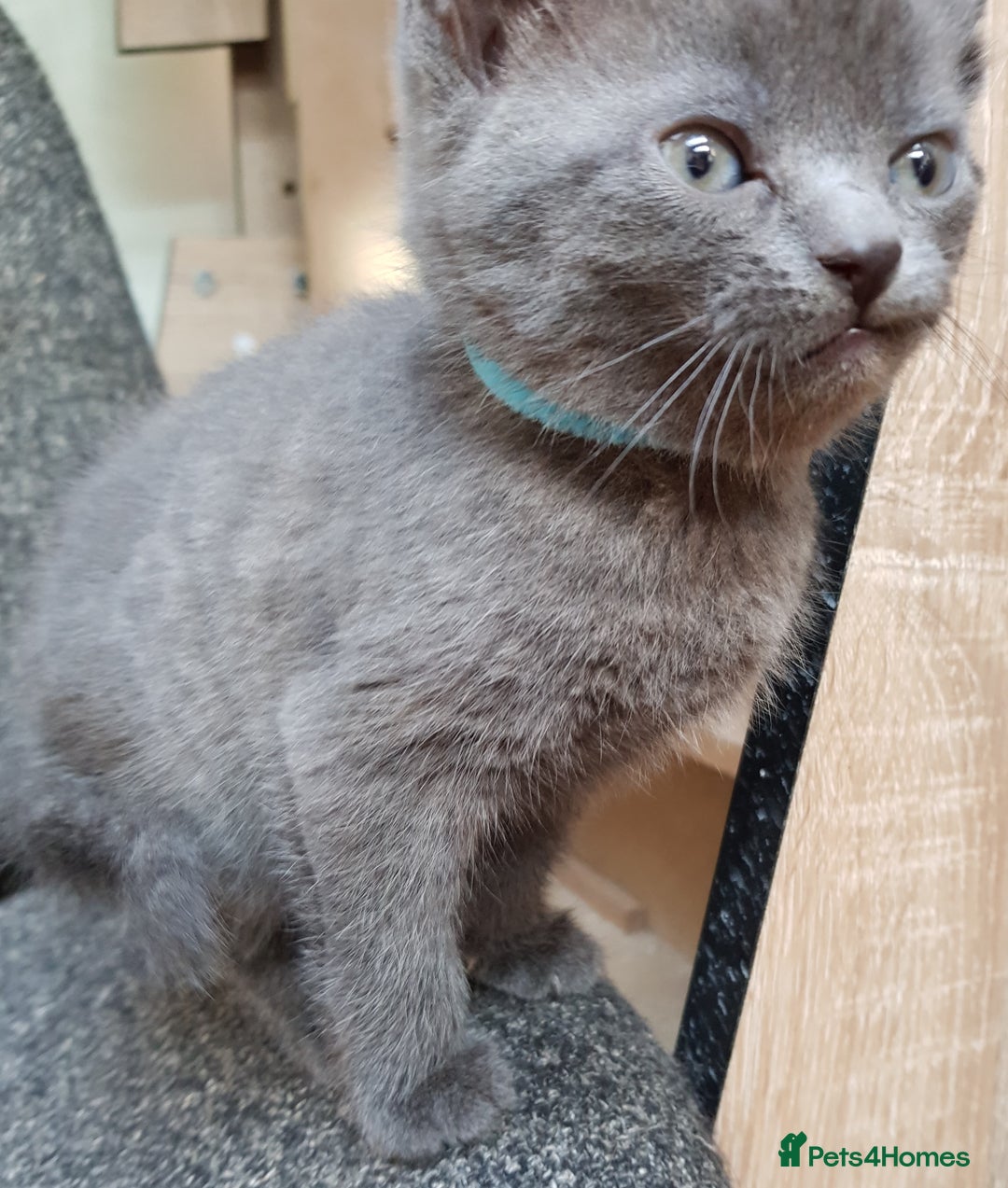 Mixed Breed cats for sale: Grey kittens  - Image 12