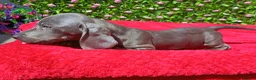 Dachshund dogs for sale: FULLY VAX READY NOW QUAILTY MINI KC Reg PRA CLEAR  - Advert 17