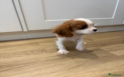 Cavalier King Charles Spaniel dogs for sale: Beautiful King Charles Cavalier puppies for sale  - Image 12