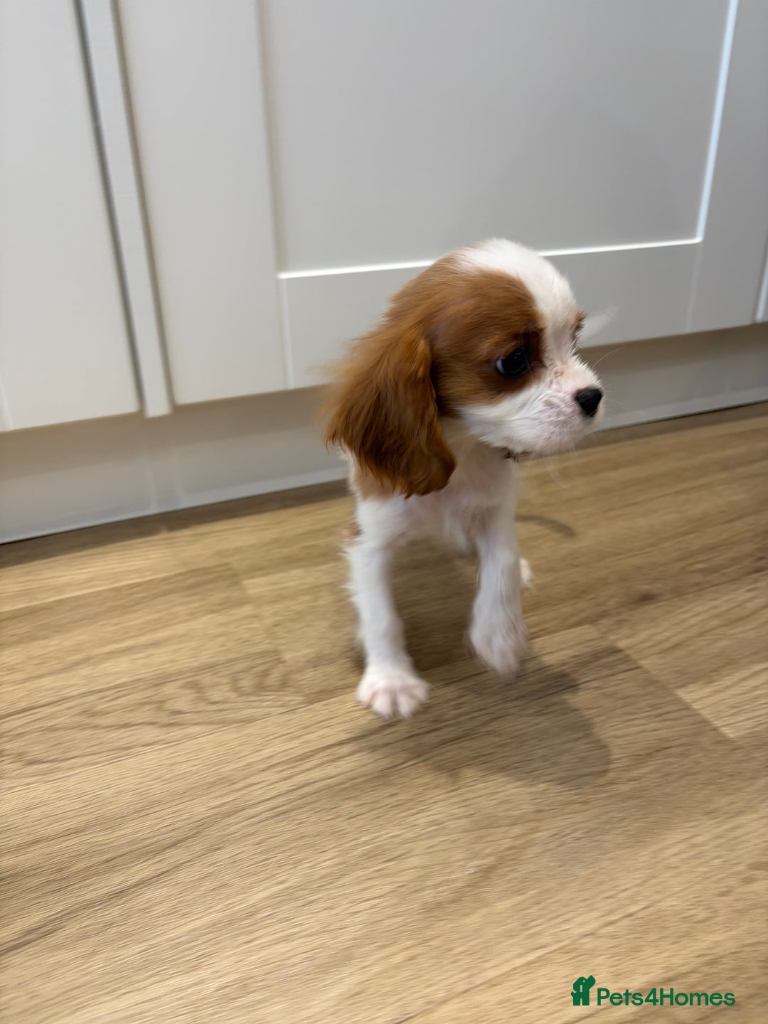 Cavalier King Charles Spaniel dogs for sale: Beautiful King Charles Cavalier puppies for sale  - Image 12