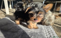 Yorkshire Terrier dogs for sale: Yorkshire  - Image 9