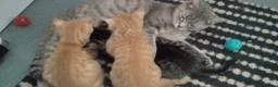 British Shorthair cats for sale: Beautiful kittens British shorthair - Advert 4