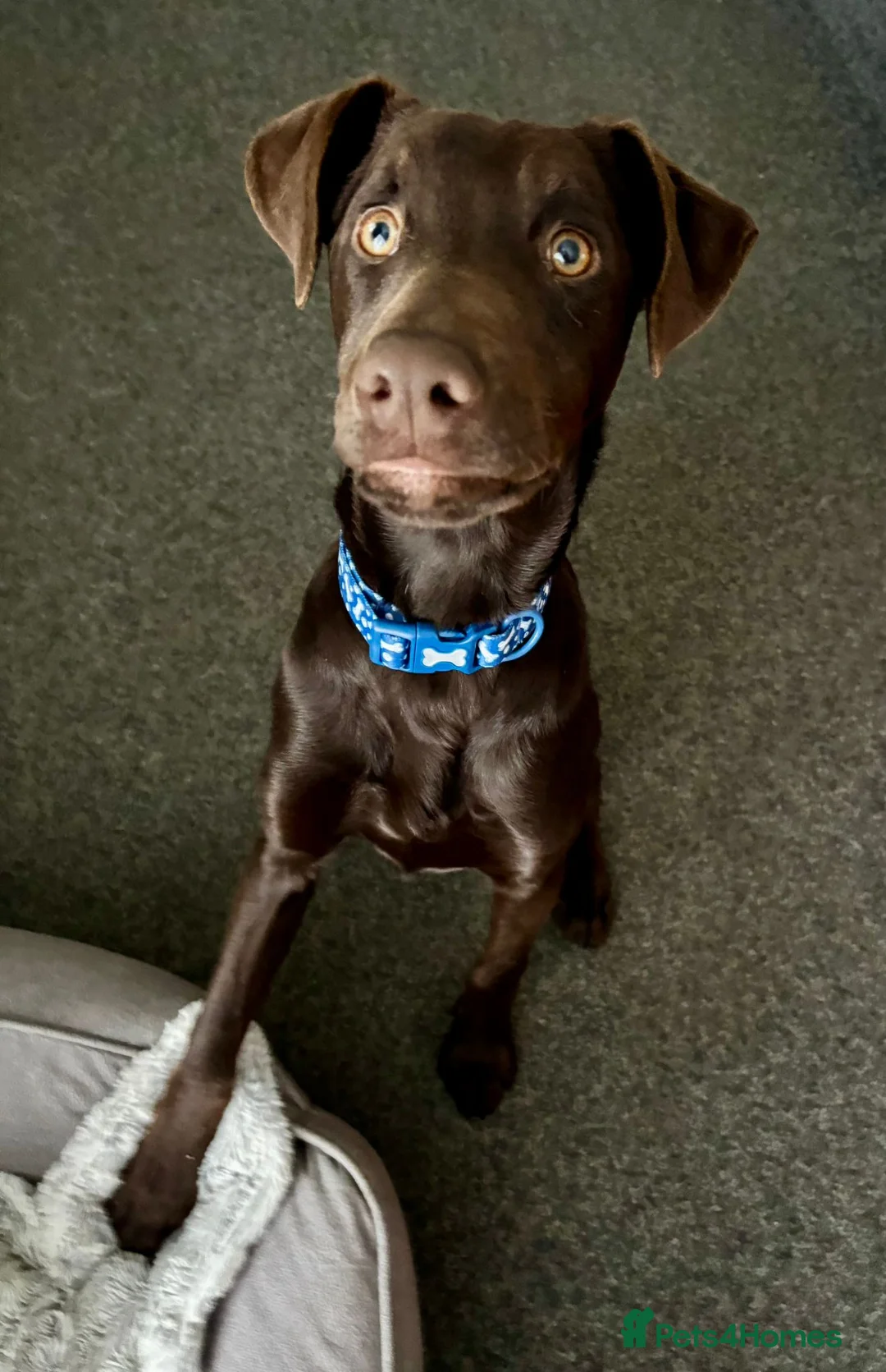 Mixed Breed dogs for sale: Lovely Buttons needs his family  - Advert 5