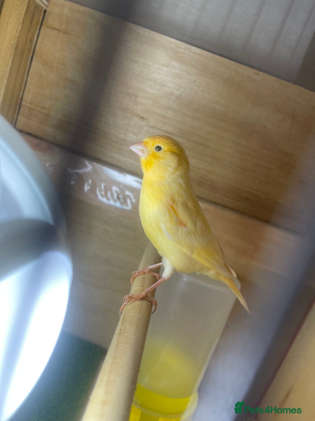Canaries birds for sale: Young canaries  - Image 2