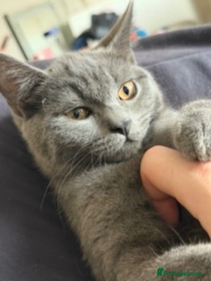 British Shorthair cats Gorgeous British blue x Russian blue  - Advert 4