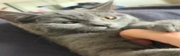 British Shorthair cats for sale: Gorgeous British blue x Russian blue  - Advert 2
