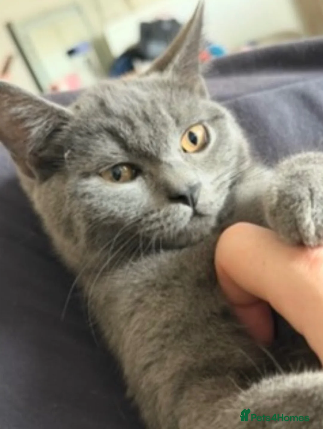 British Shorthair cats for sale: Gorgeous British blue x Russian blue  - Advert 2