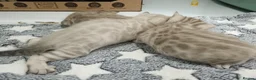 Bengal cats for sale: F6 Tica Reg Bengals - Advert 3