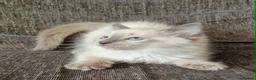 Ragdoll cats for sale: blue ragdoll kitten - Advert 4