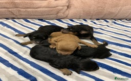 Cockapoo dogs for sale: F1b cockapoo puppies  Parents health tested - Image 1