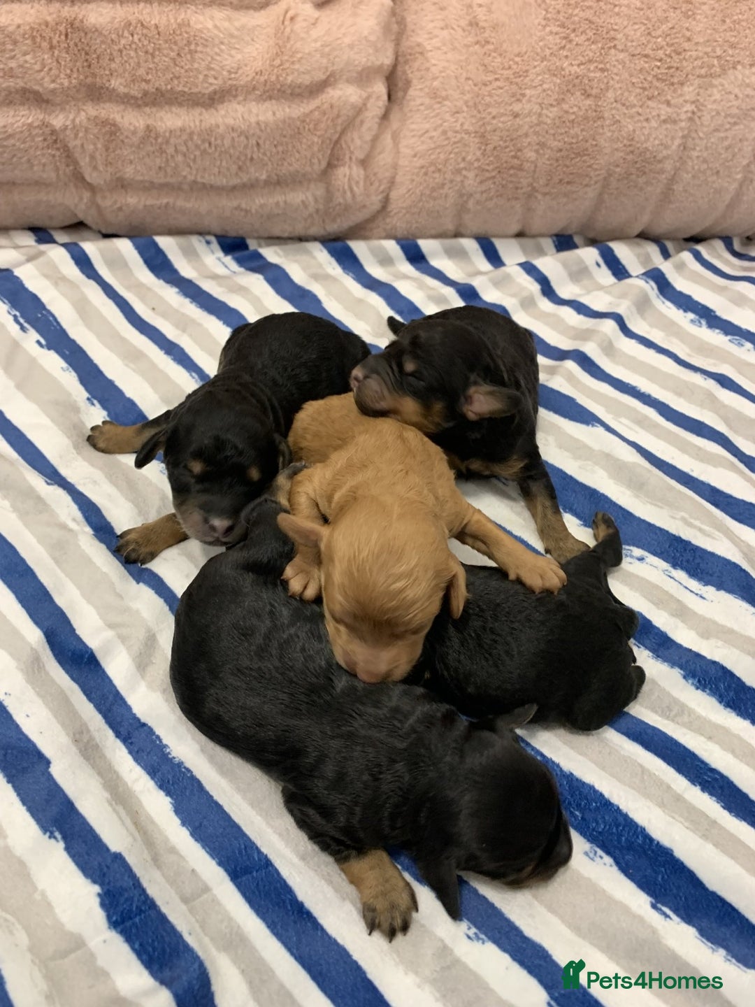 Cockapoo dogs for sale: F1b cockapoo puppies  Parents health tested - Image 1