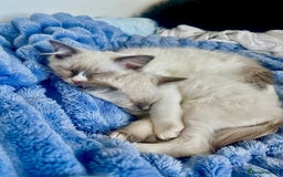 Ragdoll cats for sale: 💜2 Beautiful blue bi-colour ragdoll girls🩷 - Image 7
