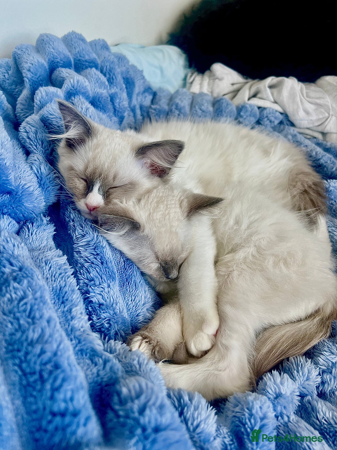 Ragdoll cats for sale: 💜2 Beautiful blue bi-colour ragdoll girls🩷 - Image 7