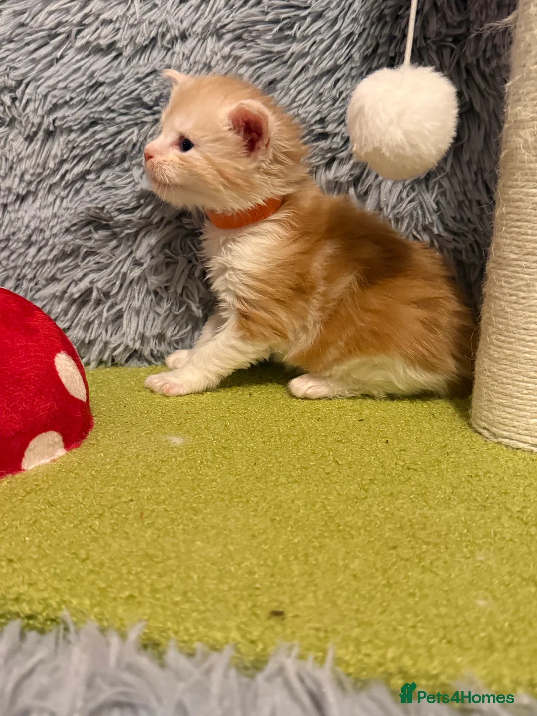 Maine Coon cats for sale: Maine coon kittens reds stunning pedigree’s  - Advert 37