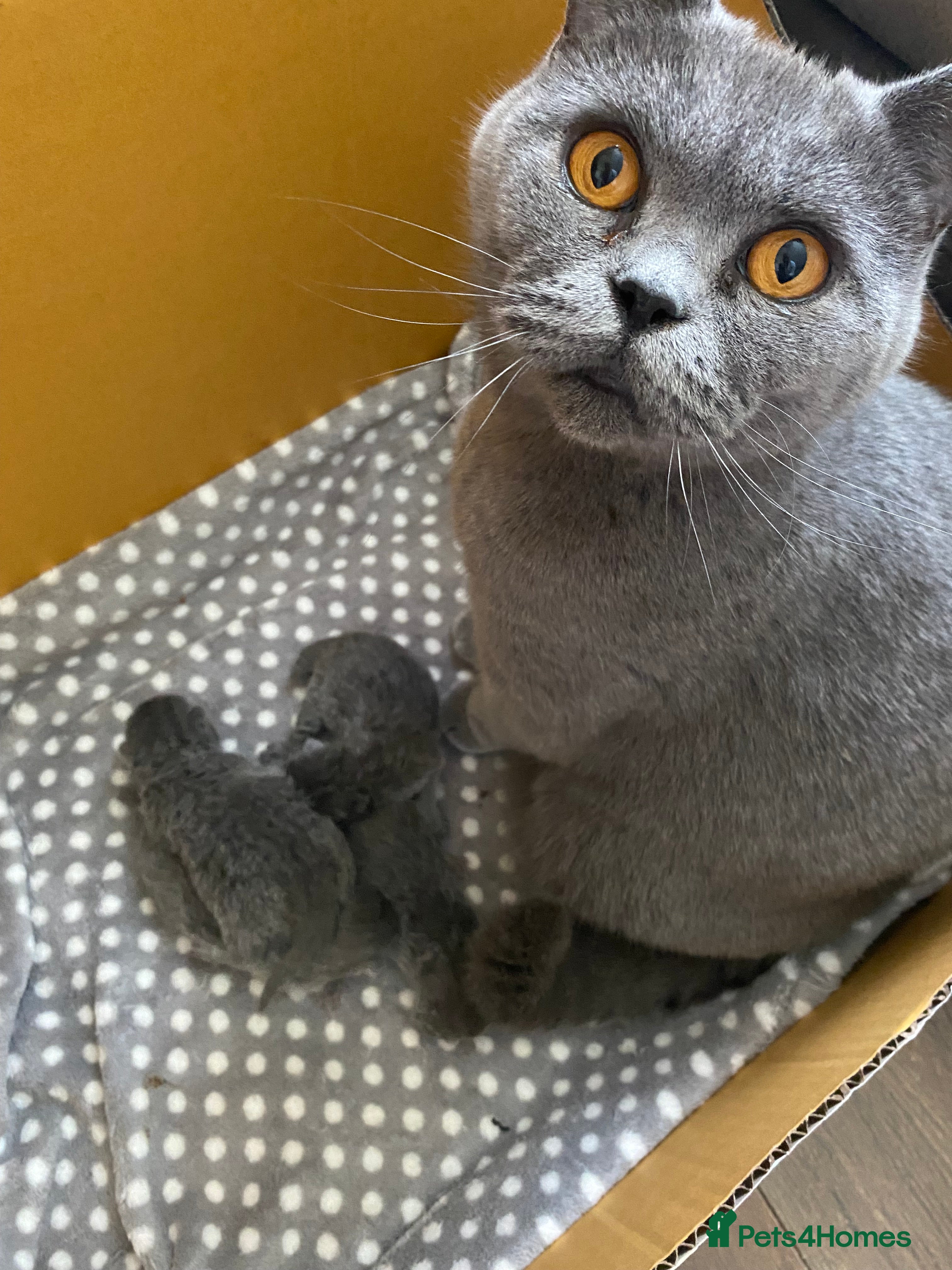 British Shorthair cats PURE BRITISH SHORTHAIR KITTENS - Advert 6