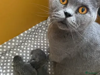 British Shorthair cats PURE BRITISH SHORTHAIR KITTENS - Advert 3