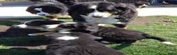 Bernese Mountain Dog dogs for sale: Choose with Care, Love for a Lifetime in Southampton - Advert 4