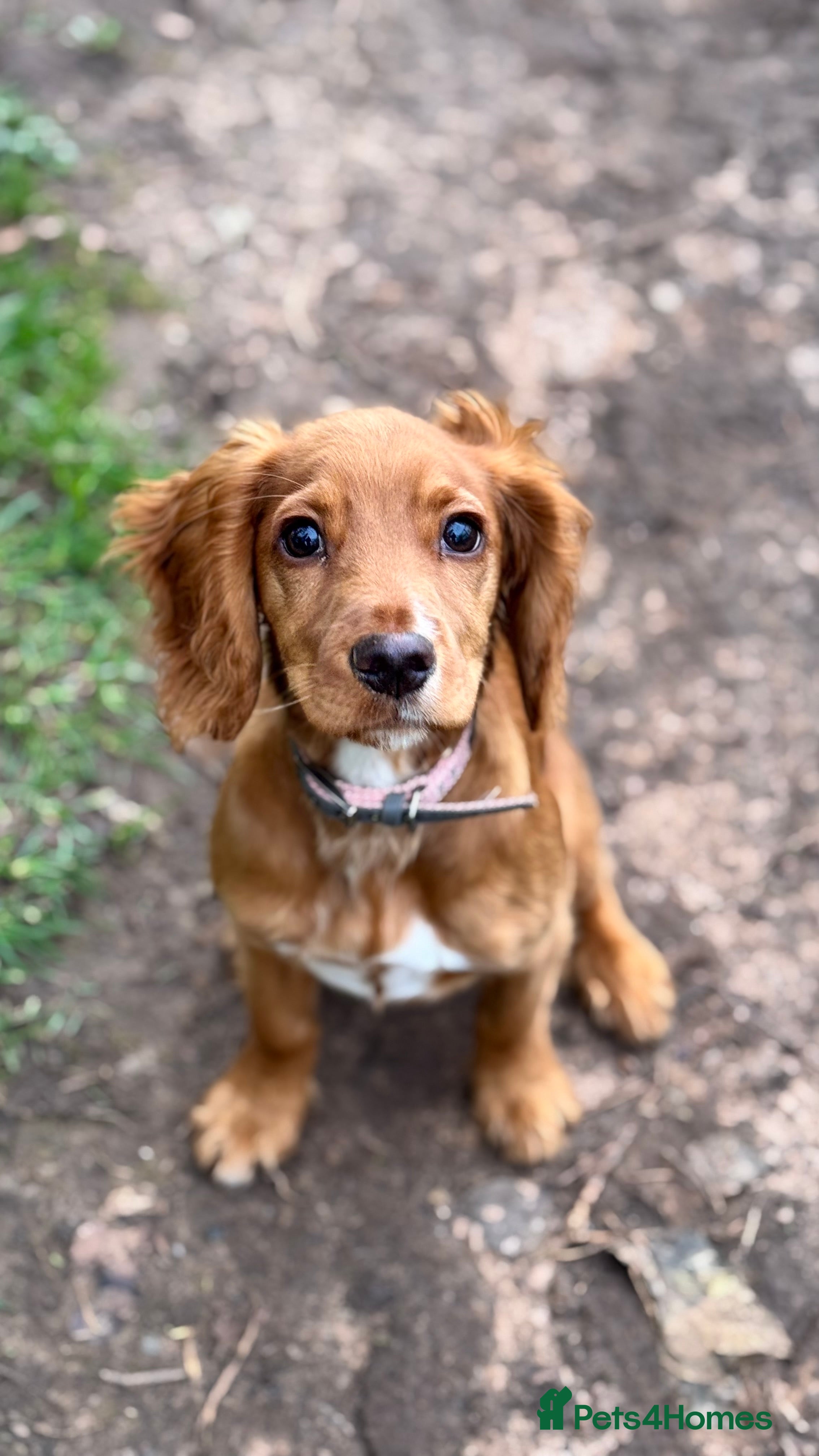 Cocker Spaniel dogs Red 5 month old cocker - Advert 1