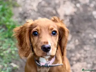 Cocker Spaniel dogs Red 5 month old cocker - Advert 15