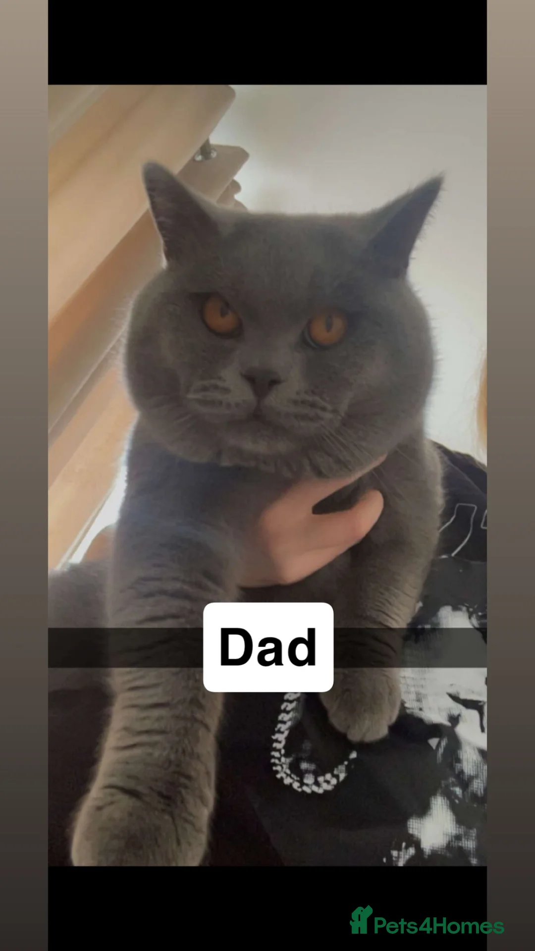 British Shorthair cats for sale: Gorgeous Blue Female Kitten – Last Girl Available - Advert 5