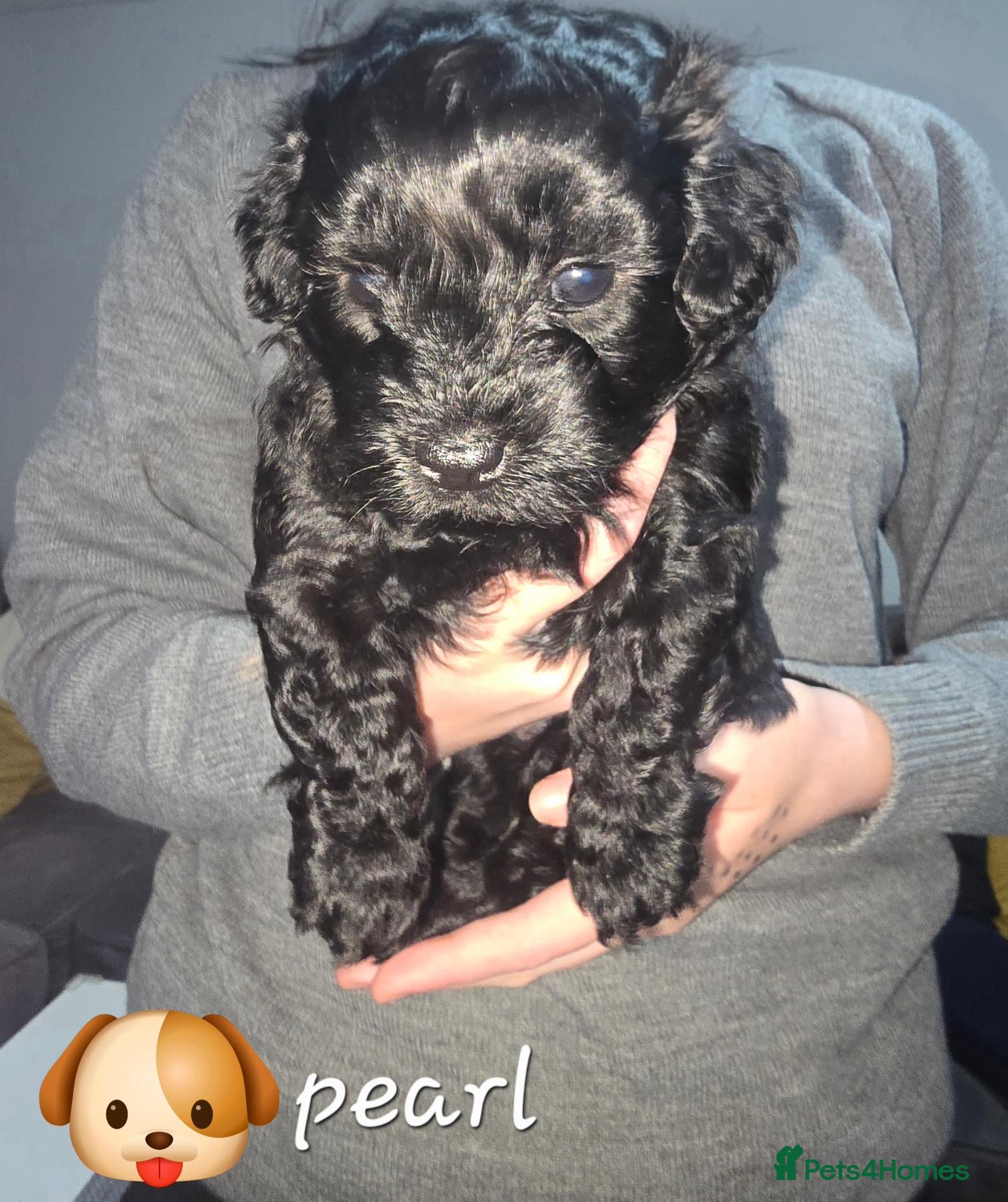 Shihpoo dogs Shihpoos - Advert 5