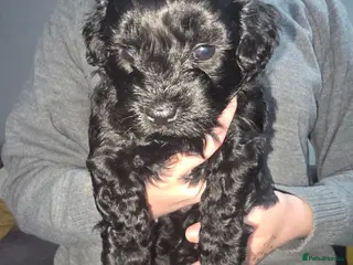 Shihpoo dogs Shihpoos - Advert 5