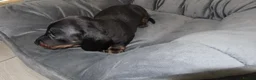 Miniature Dachshund dogs for sale: 5 Miniature Dachshund Puppies - Advert 10