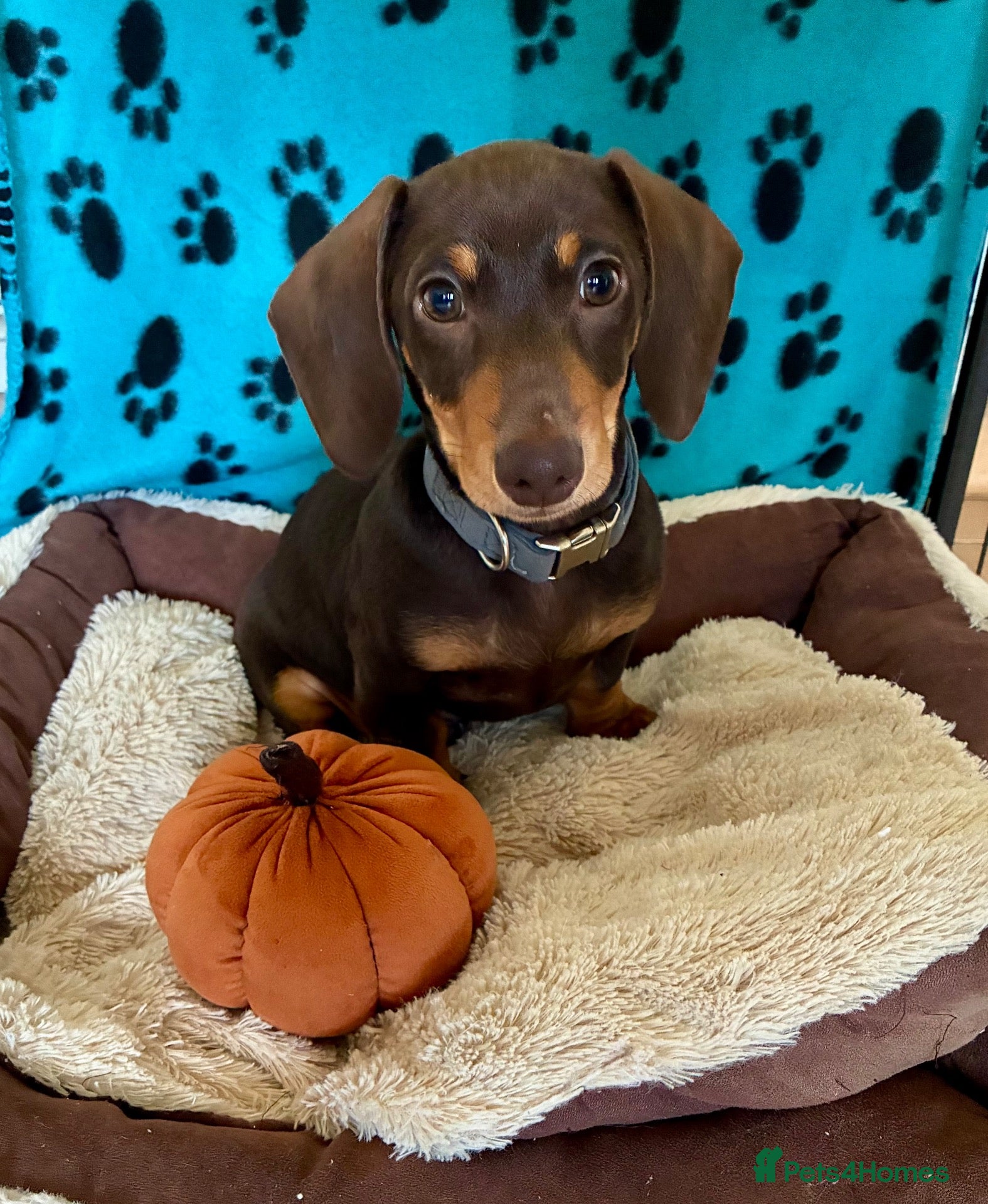 Miniature Dachshund dogs Gorgeous Miniature Dachshund Boy - Advert 1