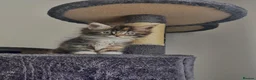 Maine Coon cats for sale: Maine coon kitten  - Advert 3