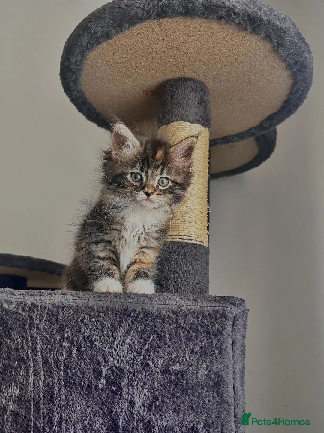 Maine Coon cats for sale: Maine coon kitten  - Advert 3