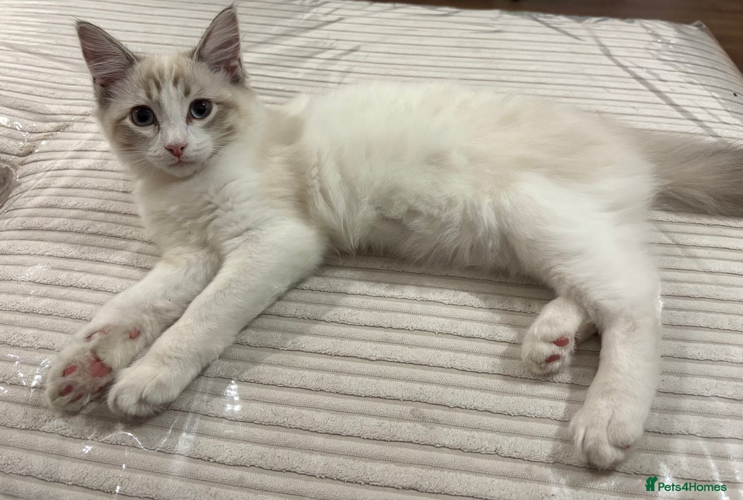 Mixed Breed cats for sale: Ragdoll mix. Please read.  - Advert 2