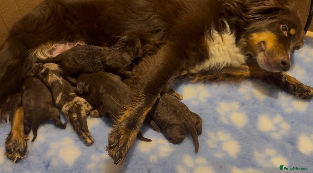 Bordoodle dogs for sale: Gorgeous Bordoodles 🤎 - Image 14
