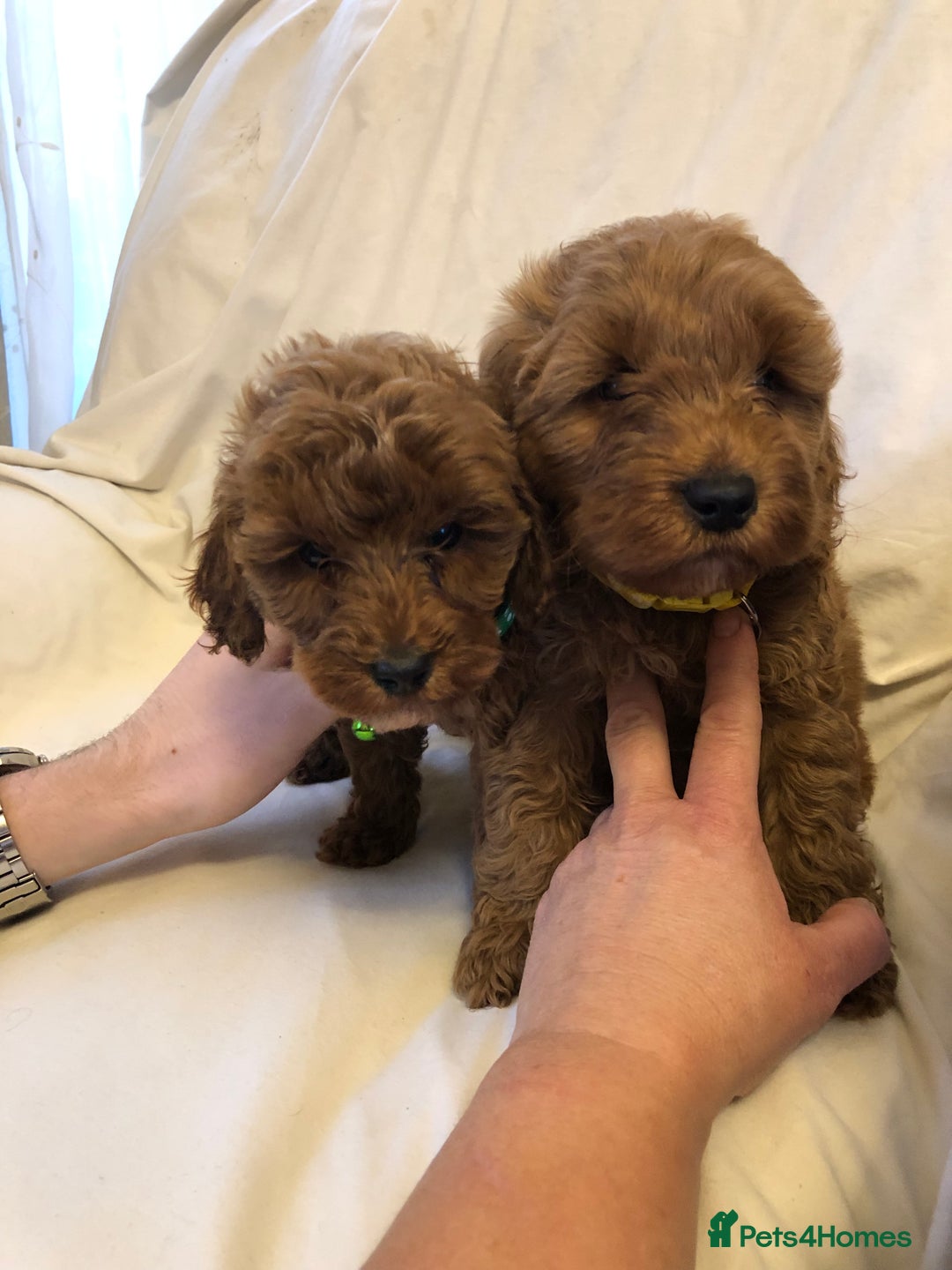 Cockapoo dogs for sale: Cockapoos - Advert 16