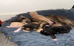 Mixed Breed cats for sale: 4 Gorgeous Kittens Ready for Their Forever Homes! - Image 3