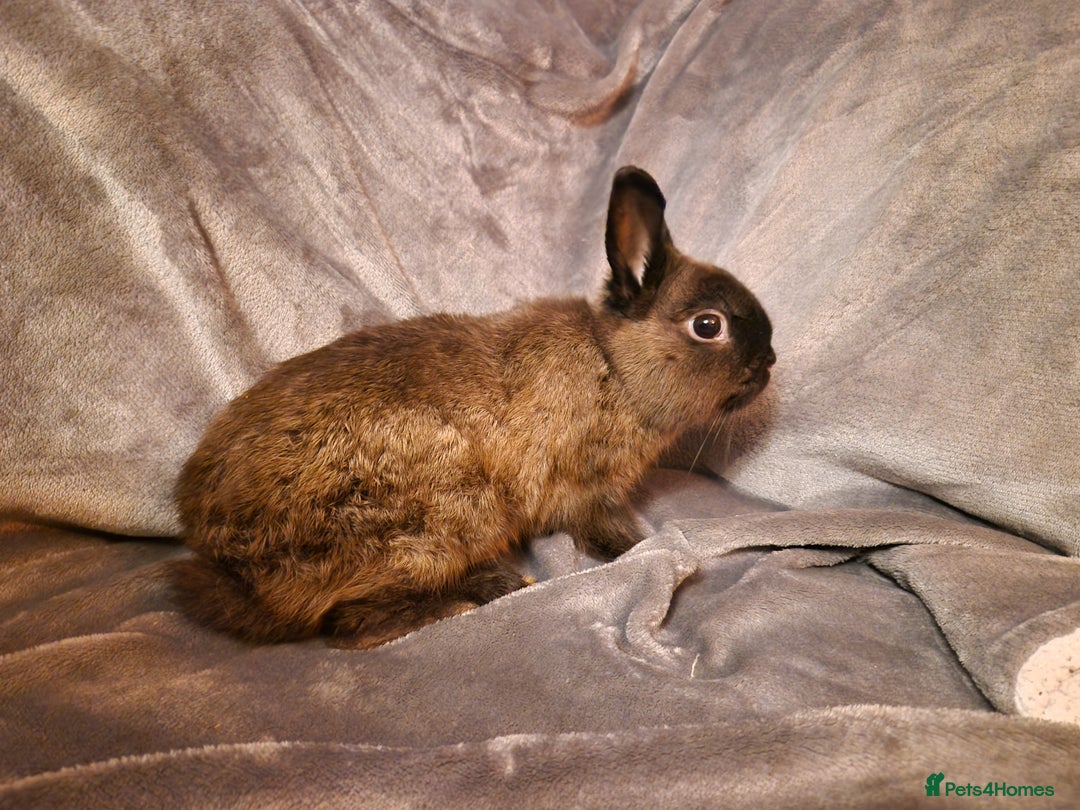 Netherland Dwarf rabbits for sale: Cute little netherland dwarf boys  - Image 6