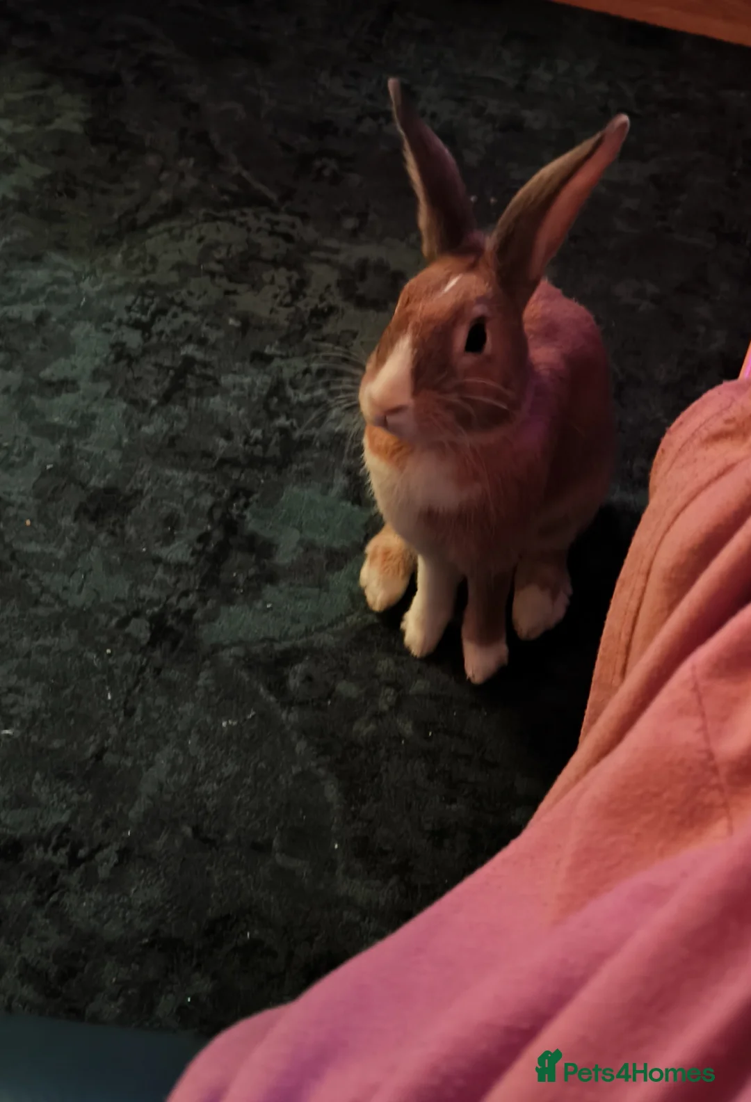 Mixed Breed rabbits for sale: Cinnamon and Rusty for rehoming (10 months old) in London - Advert 3