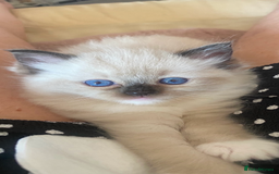 Ragdoll cats for sale: Available Now! GCCFReg   - Image 15