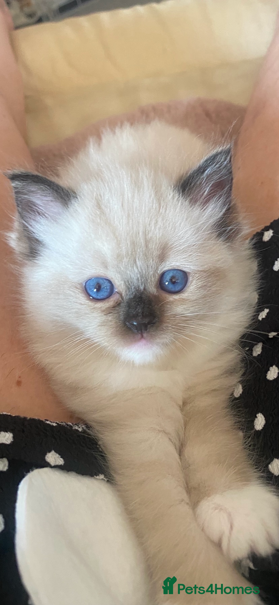 Ragdoll cats for sale: Available Now! GCCFReg   - Image 15