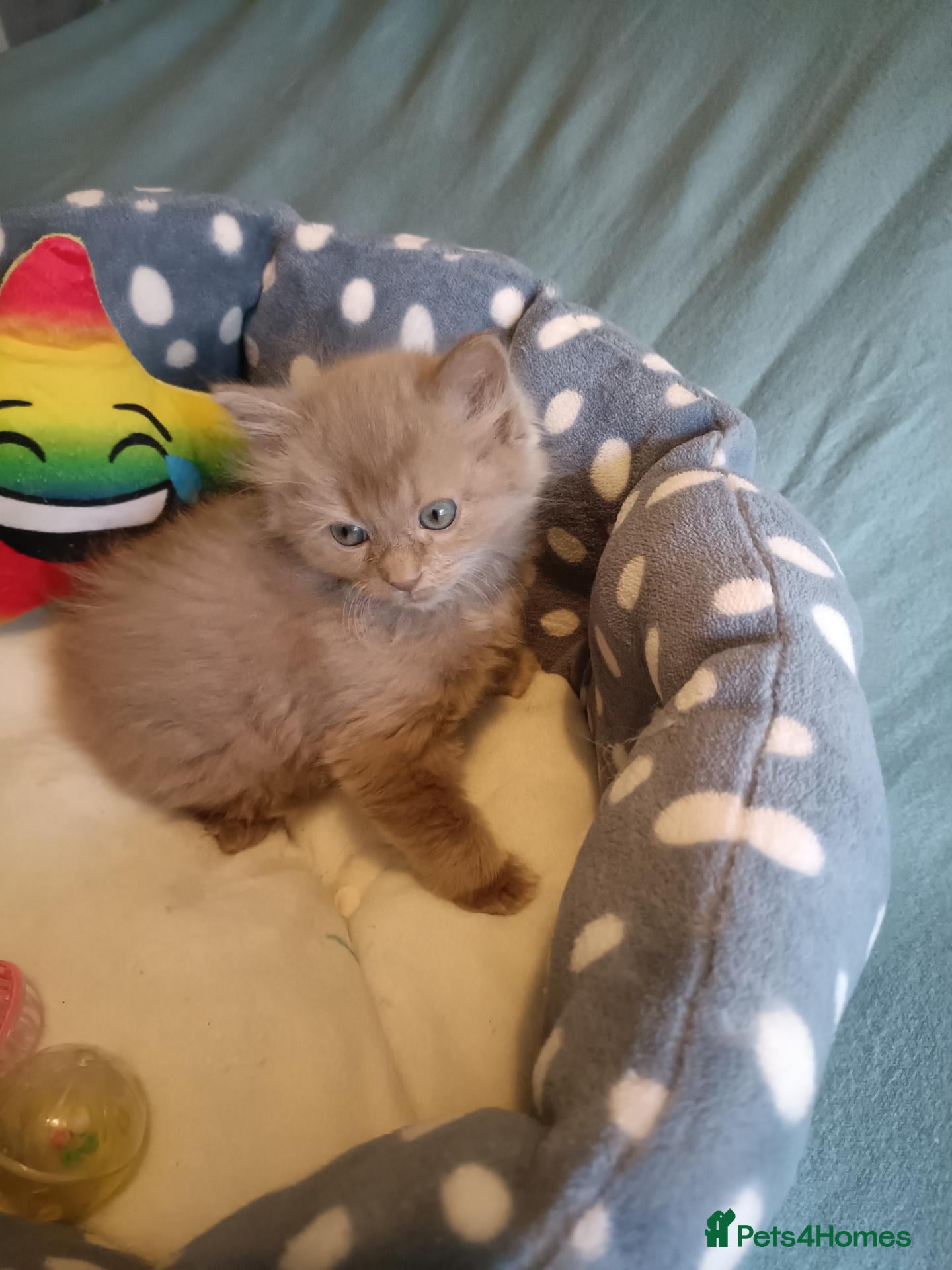 Ragdoll cats for sale: Rare beautiful Solid Fawn girl  - Advert 2