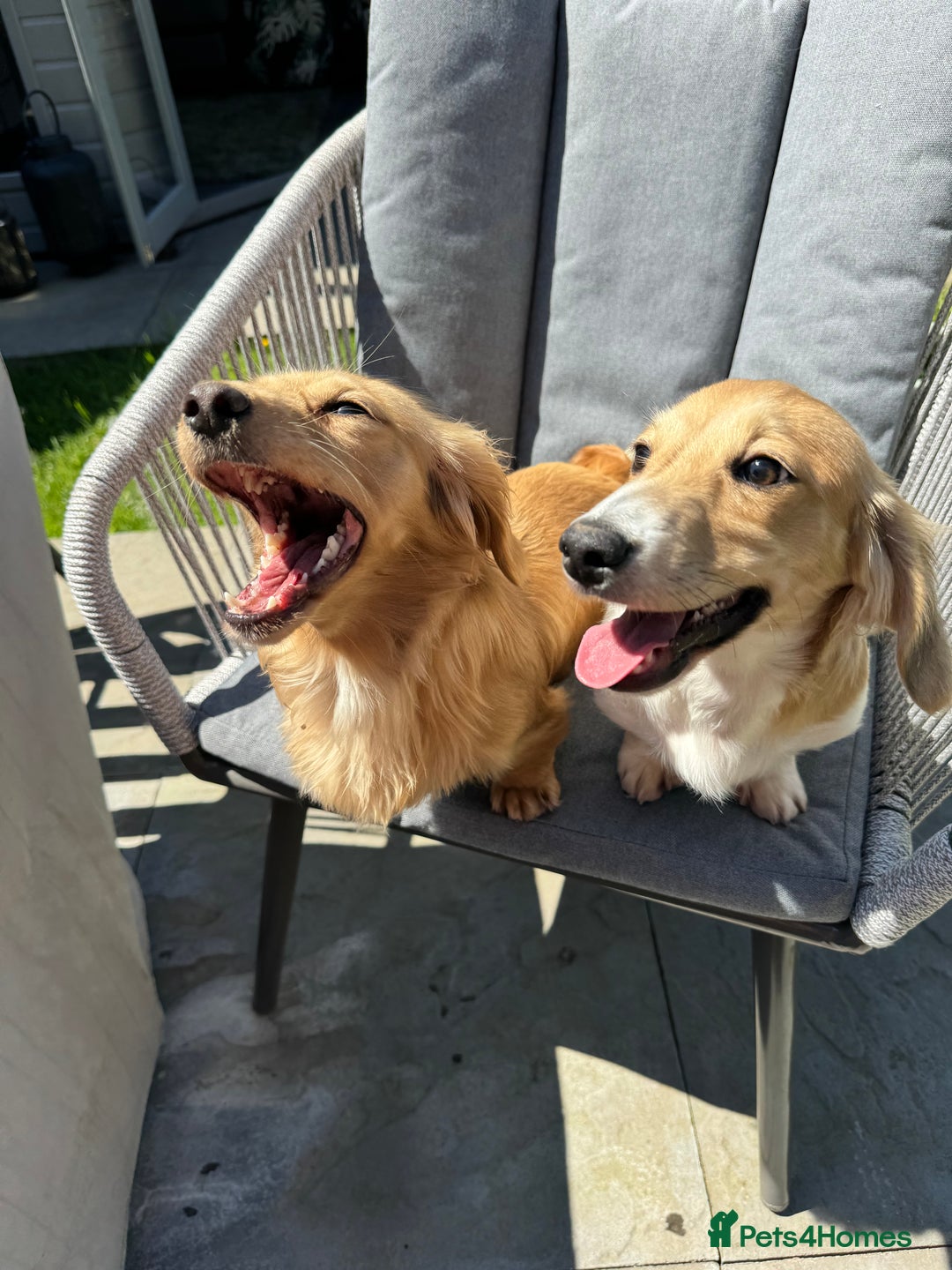 Miniature Dachshund dogs for sale: Kc Reg Cream Piebald - Male - Image 4