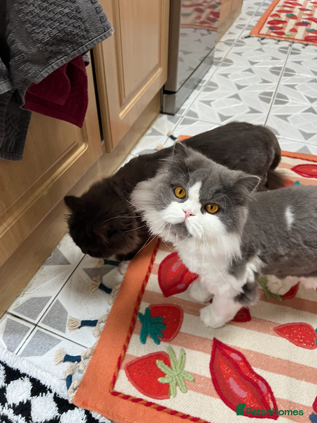 British Longhair cats for sale: The Cutest Playful Cats - Advert 9