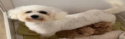 Poochon dogs for sale:  BEAUTIFUL F1 POOCHON PUPPIES  - Advert 2