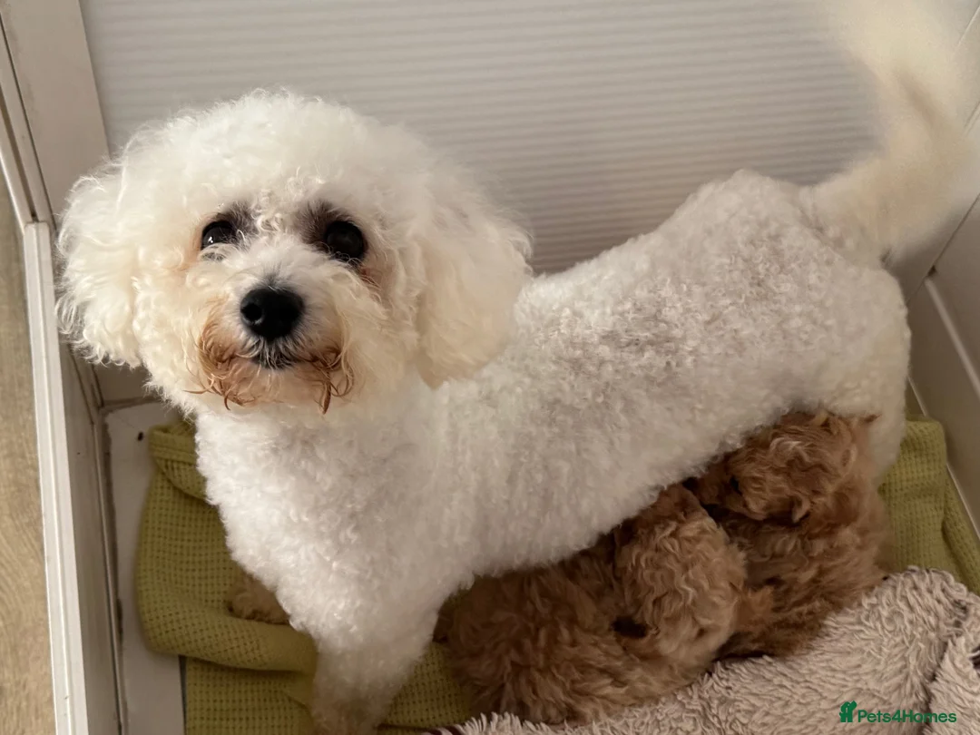 Poochon dogs for sale:  BEAUTIFUL F1 POOCHON PUPPIES  - Advert 2