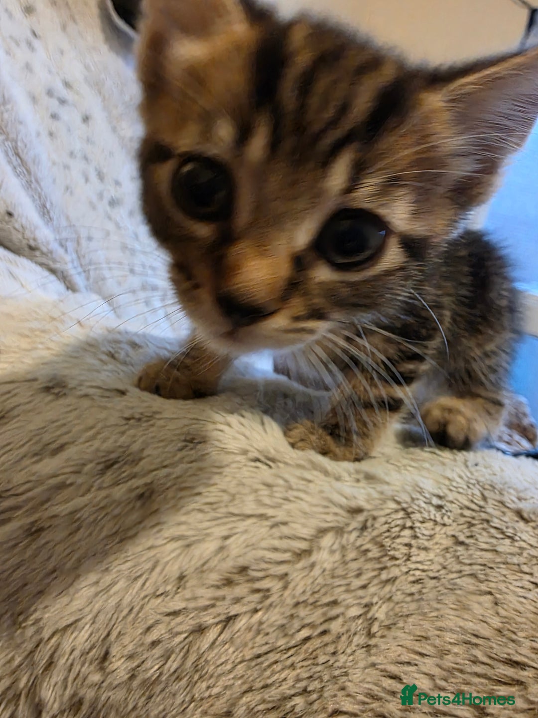 Mixed Breed cats for sale: 2 Male Stripy Kitten's - Advert 23