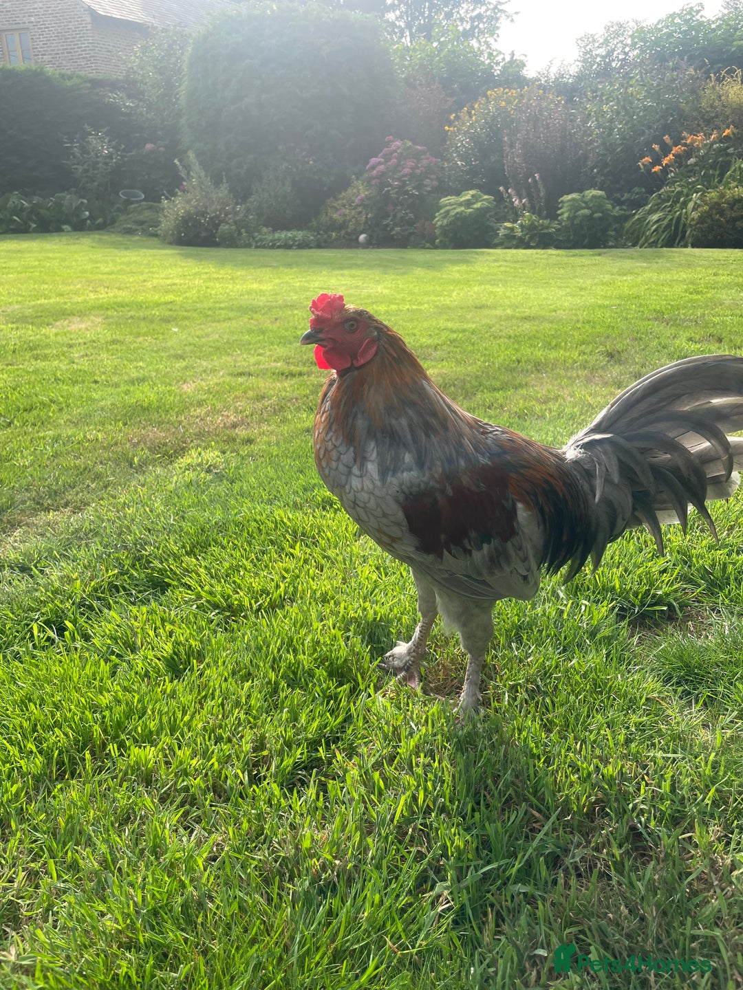 Chickens poultry for sale: 2 Cockerels for sale - Image 4