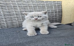 British Shorthair cats for sale: Bsh lilac Kitten – 3 Months Old  - Image 7
