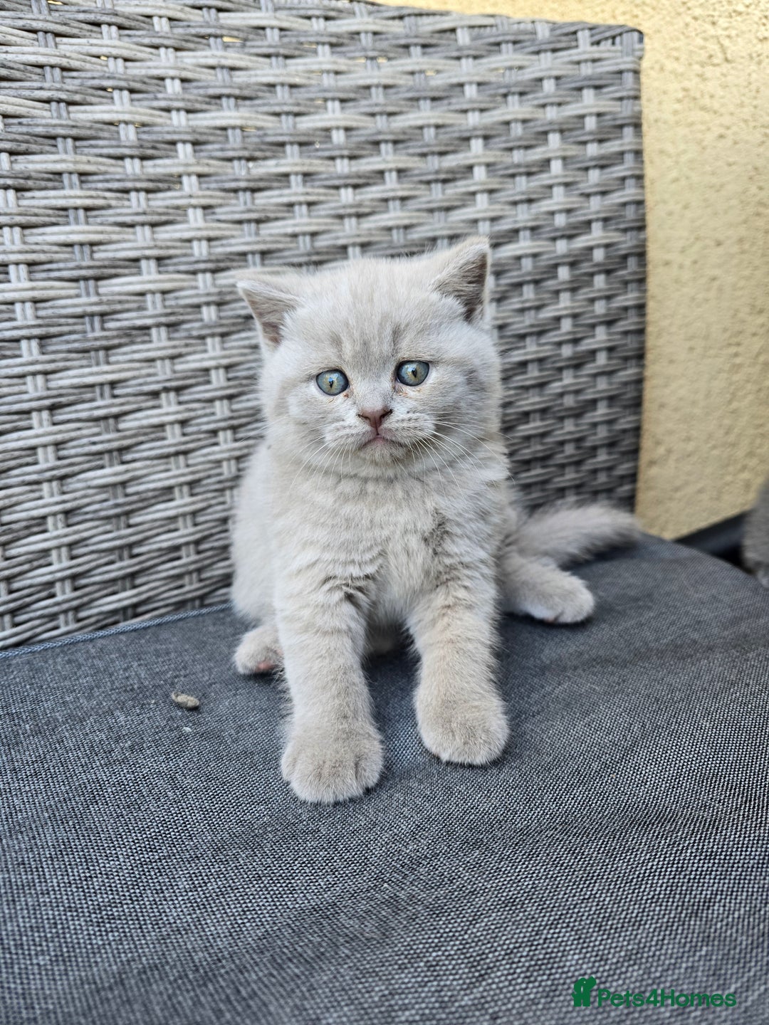 British Shorthair cats for sale: Bsh lilac Kitten – 3 Months Old  - Image 7